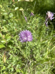Allium maximowiczii