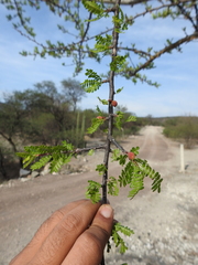 Bursera aptera