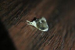 Lipocosmodes fuliginosalis