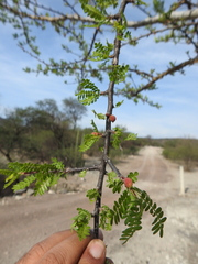 Bursera aptera