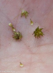 Carex stipata