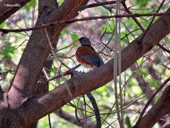 Turdus rufopalliatus