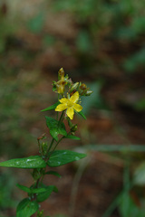 Hypericum erectum