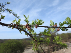 Bursera aptera