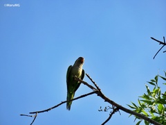 Myiopsitta monachus