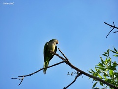 Myiopsitta monachus