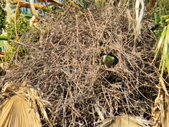 Myiopsitta monachus
