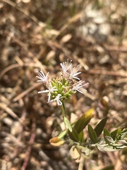 Monardella stoneana