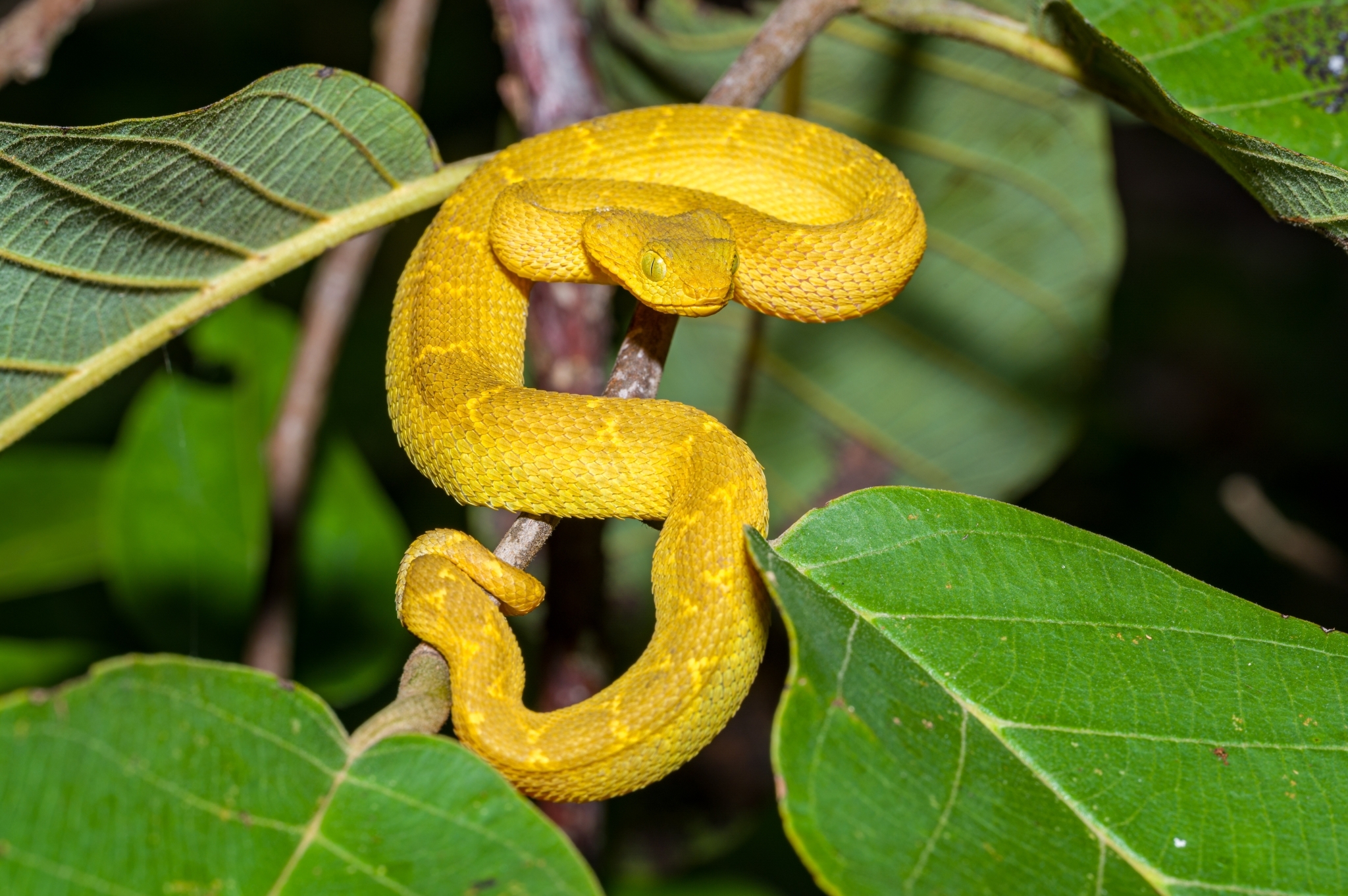 African Hairy Bush Viper (Atheris hispida) · iNaturalist