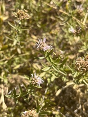 Monardella stoneana
