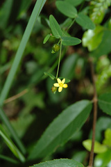 Hypericum taihezanense