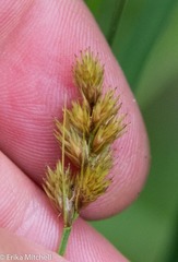 Carex scoparia