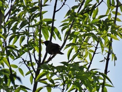 Sturnus vulgaris