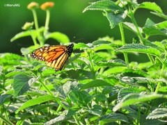Danaus plexippus plexippus