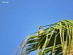 Myiopsitta monachus