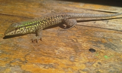 Ameiva
