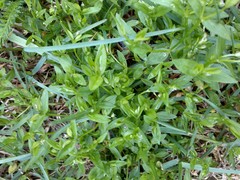 Stellaria borealis borealis