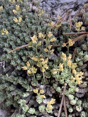Draba sierrae