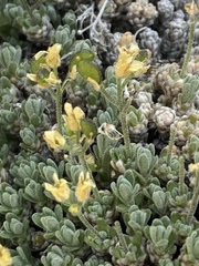 Draba sierrae