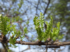 Bursera aptera