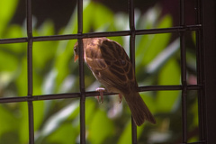Passer domesticus