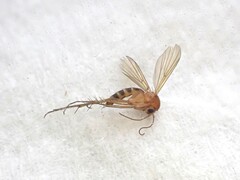 Mycetophila subspinigera