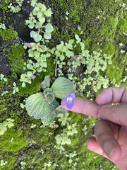 Dorcoceras hygrometricum