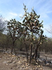 Opuntia velutina