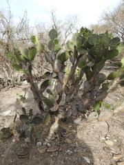 Opuntia velutina