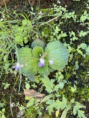 Dorcoceras hygrometricum