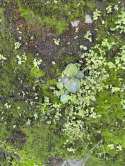 Dorcoceras hygrometricum