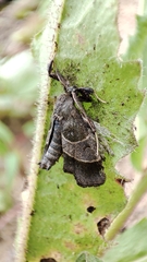 Sacada fasciata