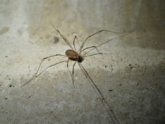 Opilio transversalis