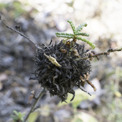 Asphondylia ceanothi