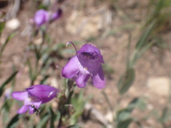 Penstemon deaveri