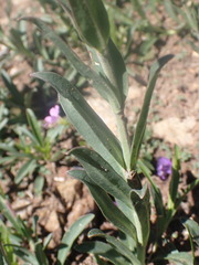 Penstemon deaveri