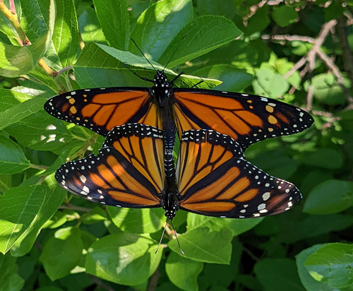 Monarch photographed in Massachusetts