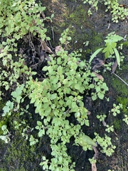 Sedum stellariifolium