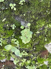 Sedum stellariifolium