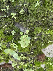 Sedum stellariifolium