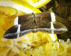 Hemeroblemma mexicana