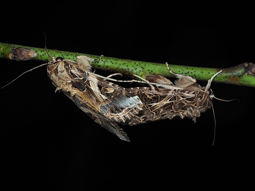 Oriental leafworm moth photo 3