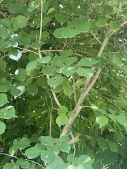 Ulmus macrocarpa