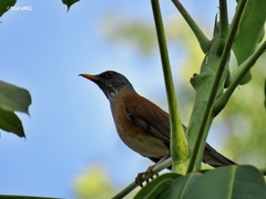 Turdus rufopalliatus