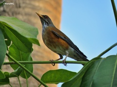 Turdus rufopalliatus