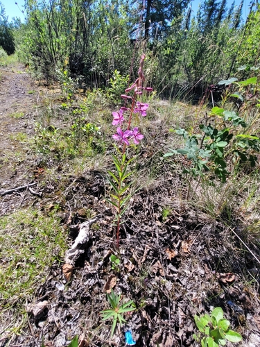 fireweed