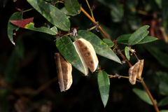 Platylobium parviflorum