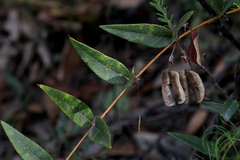 Platylobium parviflorum
