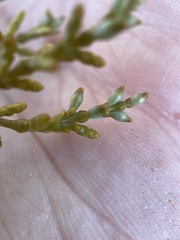 Arceuthobium divaricatum