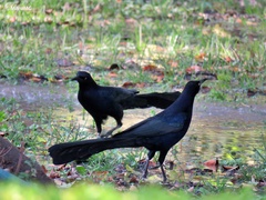 Quiscalus mexicanus